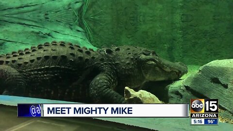 Meet Mighty Mike: The 800-pound American alligator living at Odysea Aquarium