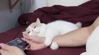Kitten refuses to let go of owner's arm