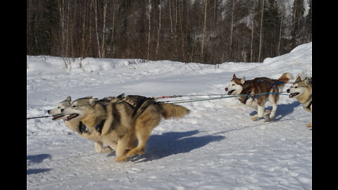 Husky Dog Sledding & Mushing Experience in Fairbanks, Alaska in March