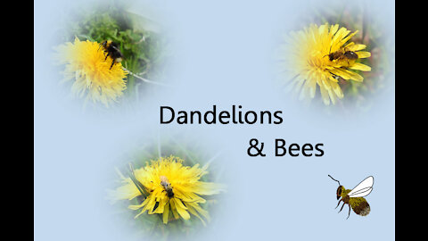 Dandelions and Bees