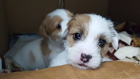 Jack Russell puppies barks for the first time to her Mom