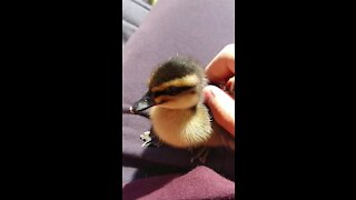 Adorable duck