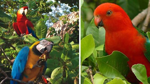 Scarlet Macaw, Costa Rica.