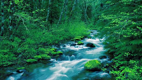 Rushing Mountain Stream 10 HOURS Water Sound for Sleep Relax Meditate White Noise ASMR