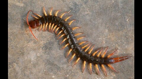 Are you brave enough to eat alive centipede?