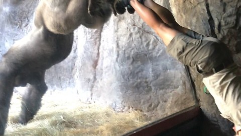 Caretaker Performs Hilarious Trick With Gorilla