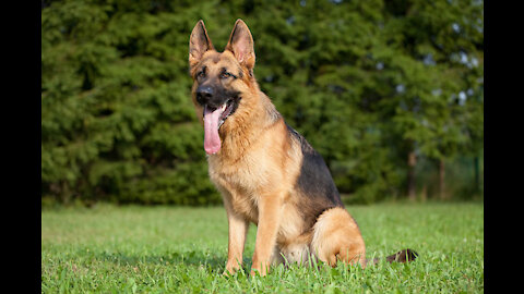 German Shepherd with Aggression Issues - German Shepherd Dog Trainers