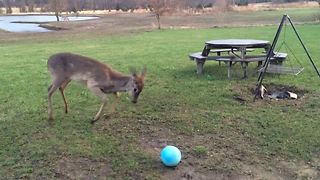 Talented Deer Likes To Play Ball (Cuteness Overload!)