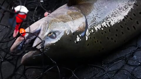 Huge CHINOOK SALMON Fishing Derby!! (DID WE WIN??!!)