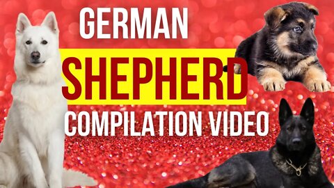 German Shepherd Dog Compilation Video - German Shepherd Puppies - ShortToon