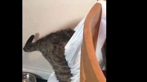 Funny Cat giving trouble again