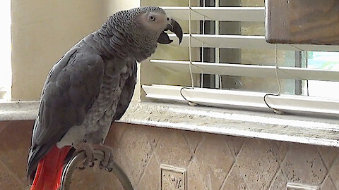 Listen to this talking parrot watch and comment on the squirrels outside
