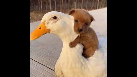 Puppy Loving moment with its Buddy Duck