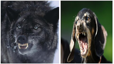 Hunting Dog VS Wolf