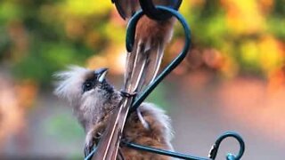 Cet oiseau refuse d'être abandonné sur son perchoir!