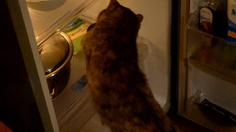 Cat eating straight from the fridge