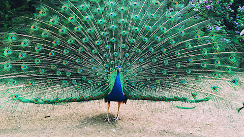 The Peacock Dance Very Beautifully