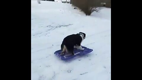 Snow dog sledding