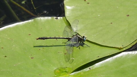 Invertebrates found at Mud Lake, city of Ottawa