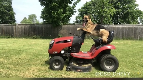 Super cool German Shepherd helps mow the lawn