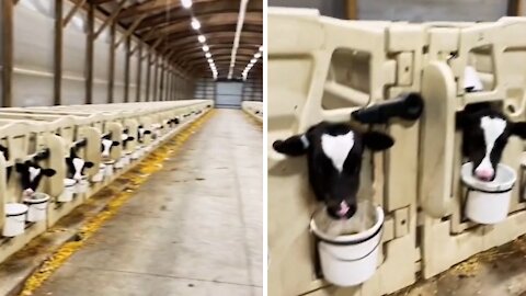 Farmer adorably greets his cows in the morning