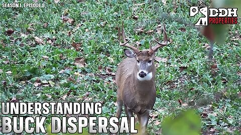 Big Buck Dispersal | DDH Properties