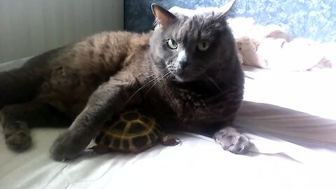 Pet turtle cuddles with kitty best friend