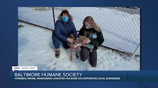 Valentine the dog is looking for a new home at the Baltimore Humane Society