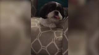Pup Struggles to eat his Snack