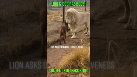 Lion & Dog Are Buds! #Shorts #YoutubeShorts #ExtremeSports #Dog #Dogs #Lion #Lions #Youtube+Animals