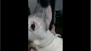 Vocal doggy can't stop making funny noises