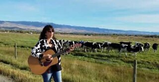Nainen johdattaa lehmälaumaa laulullaan