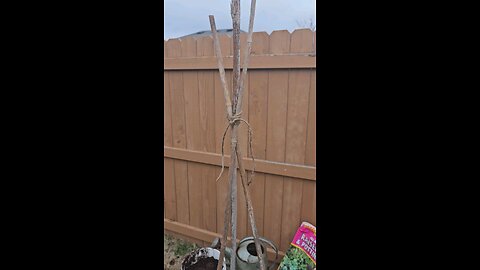 'Sugar Magnolia' Purple Snap Peas Planted With Potatoes 02/16/2024