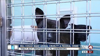 New animal abuse bill for tougher laws