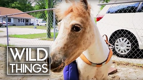 The Guide Pony For Blind People | Wild Things