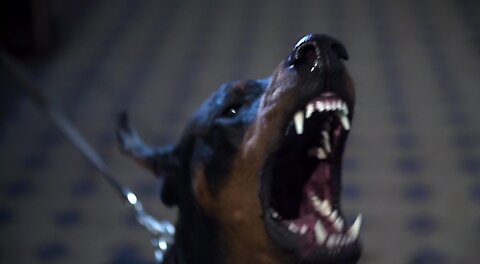 A Doberman shows horror power