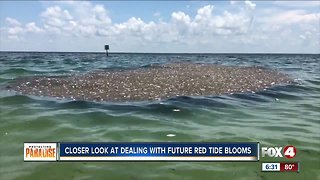 CROW: Three birds dead from red tide poisoning