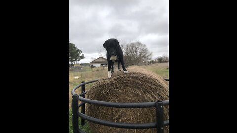 Great Pyrenees cross 1.3/4 yr old plays on hay