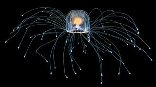 The Immortal Jellyfish