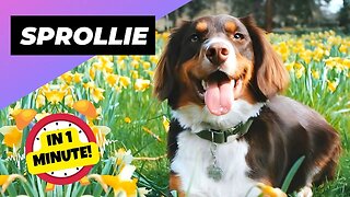 Sprollie - In 1 Minute! 🐶 One Of The Most Beautiful Crossbreed Dogs | 1 Minute Animals