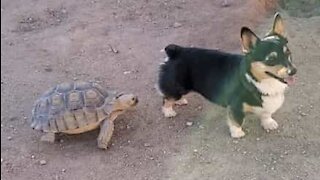 Corgi e tartaruga brincam de pega-pega