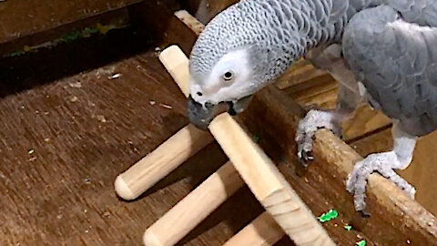 Einstein the Parrot invents a unique workout routine