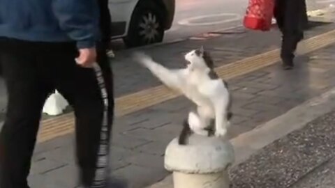 Stray Cat Sits on Sidewalk and Attacks Pedestrians - Subscribe