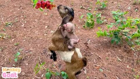 Baby Monkey riding Goat pick fruit
