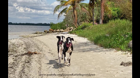 Funny Great Danes Love Racing On The Sand At Florida Beach