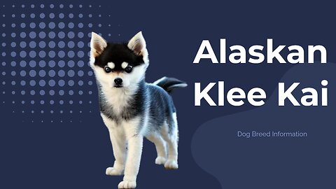 The Fascinating History and Characteristics of the Alaskan Klee Kai Dog Breed