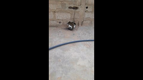 My cat is hiding inside a wall