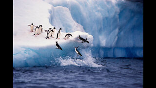 CUTE PENGUINS GO FOR A SWIM