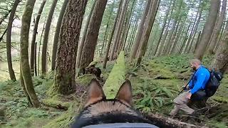 German Shepherd scales mossy logs while wearing GoPro