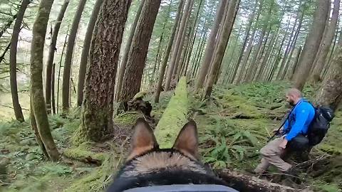 German Shepherd scales mossy logs while wearing GoPro